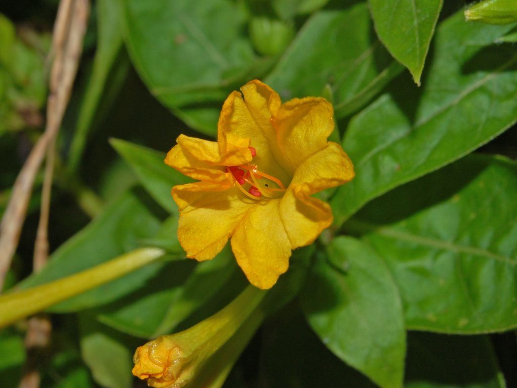 Mirabilis jalapa